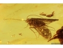 Two Caddisflies Trichoptera and parasitic Wasp Hymenoptera Fossil insects in Baltic amber #11512