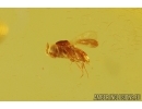 Two Caddisflies Trichoptera and parasitic Wasp Hymenoptera Fossil insects in Baltic amber #11512