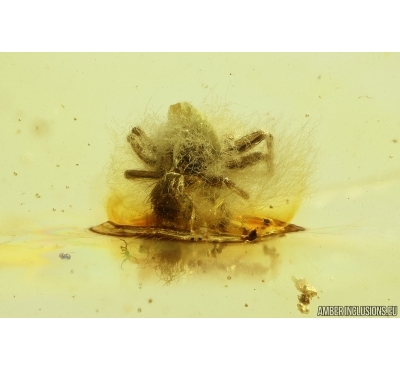 Rare scene Spider Araneae with Fungi Mycelium! Fossil inclusion in Baltic amber #11517