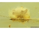 Rare scene Spider Araneae with Fungi Mycelium! Fossil inclusion in Baltic amber #11517
