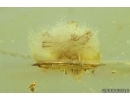Rare scene Spider Araneae with Fungi Mycelium! Fossil inclusion in Baltic amber #11517