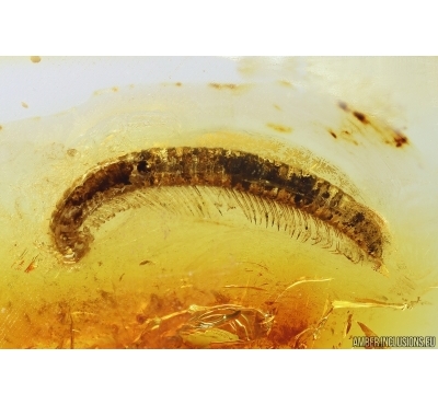 Nice Millipede Diplopoda. Fossil inclusion in Baltic amber #11518