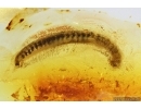 Nice Millipede Diplopoda. Fossil inclusion in Baltic amber #11518
