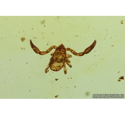 Pseudoscorpion. Fossil inclusion in Baltic amber #11519