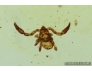 Pseudoscorpion. Fossil inclusion in Baltic amber #11519