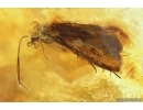 Long-legged fly Dolichopodidae, Eggs, Caddifly and More. Fossil inclusions Baltic amber #11521