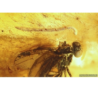 Long-legged fly Dolichopodidae, Eggs, Caddifly and More. Fossil inclusions Baltic amber #11521