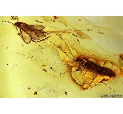Two Caddisflies Trichoptera Flower and Wasp Fossil inclusions Baltic amber #11522