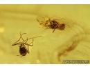 Two Caddisflies Trichoptera Flower and Wasp Fossil inclusions Baltic amber #11522