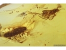 Two Caddisflies Trichoptera Flower and Wasp Fossil inclusions Baltic amber #11522