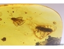 Two Caddisflies Trichoptera Flower and Wasp Fossil inclusions Baltic amber #11522