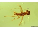 Very Nice Rare Gladiator Mantophasmatodea Raptophasmidae Fosill inclusion Baltic amber #11523