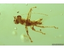 Very Nice Rare Gladiator Mantophasmatodea Raptophasmidae Fosill inclusion Baltic amber #11523