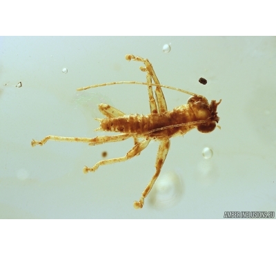 Very Nice Rare Gladiator Mantophasmatodea Raptophasmidae Fosill inclusion Baltic amber #11523