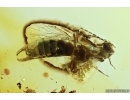 Extremely rare winged adult Earwig Dermaptera  with Mites Acari! Fossil insects Baltic Amber #11524