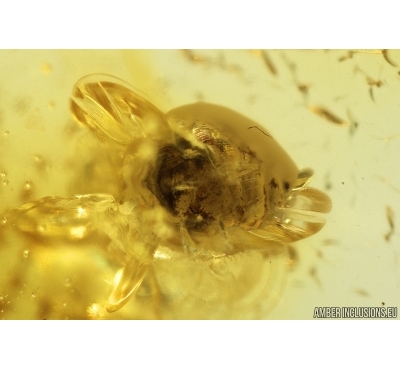 Rare Snail Shell Gastropoda and Springtail Collembola. Fossil inclusions in Baltic amber #11530