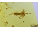 Rare Snail Shell Gastropoda and Springtail Collembola. Fossil inclusions in Baltic amber #11530