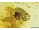 Rare Snail Shell Gastropoda and Springtail Collembola. Fossil inclusions in Baltic amber #11530