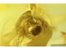 Rare Snail Shell Gastropoda and Springtail Collembola. Fossil inclusions in Baltic amber #11530