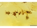 Many Aphids Aphididae. Fossil insects in Baltic amber #11354