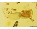 Many Aphids Aphididae. Fossil insects in Baltic amber #11354
