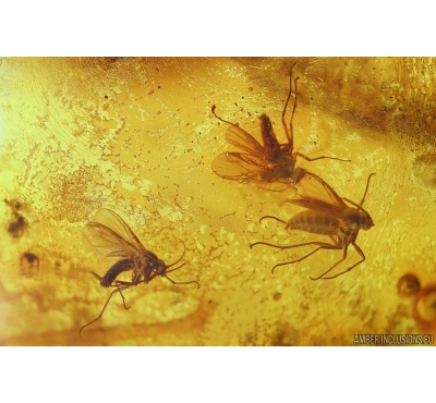 3 Fungus gnats Mycetophilidae one with Mite Acari. Fossil inclusions Ukrainian Rovno amber #11536R