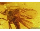 3 Fungus gnats Mycetophilidae one with Mite Acari. Fossil inclusions Ukrainian Rovno amber #11536R