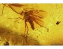 3 Fungus gnats Mycetophilidae one with Mite Acari. Fossil inclusions Ukrainian Rovno amber #11536R