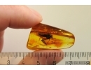 Big Snipe Fly, Rhagionidae. Fossil insect in Ukrainian amber stone #11537R