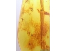 Very nice Big 43mm Stalactite and Swarm of Dipterans Fossil inclusions Baltic amber #11539