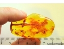Very nice Big 43mm Stalactite and Swarm of Dipterans Fossil inclusions Baltic amber #11539
