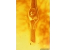 Very nice Big 43mm Stalactite and Swarm of Dipterans Fossil inclusions Baltic amber #11539