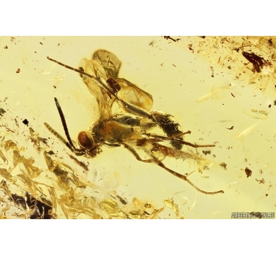 Rare Sand Wasp Hymenoptera Crabronidae. Fossil inclusion Ukrainian Rovno amber #11544R