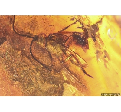 Rare Ensign Wasp Evaniidae and Spider Araneae Fossil inclusions Baltic amber #11546