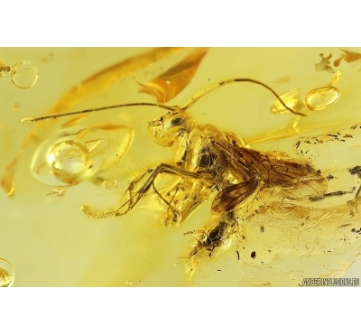 Big Wasp Hymenoptera. Fossil inclusion Baltic amber #11549