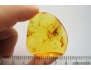 Big Wasp Hymenoptera. Fossil inclusion Baltic amber #11549