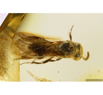 Nice Wasp Hymenoptera. Fossil inclusion Ukrainian Rovno amber #11551R