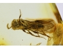 Nice Wasp Hymenoptera. Fossil inclusion Ukrainian Rovno amber #11551R