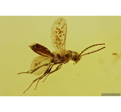 Hymenoptera Wasp. Fossil inclusion Baltic amber #11552