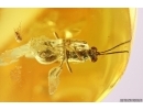 Wasp Ichneumonidae Cryptinae, Caddisfly and More. Fossil insects Baltic amber #11558