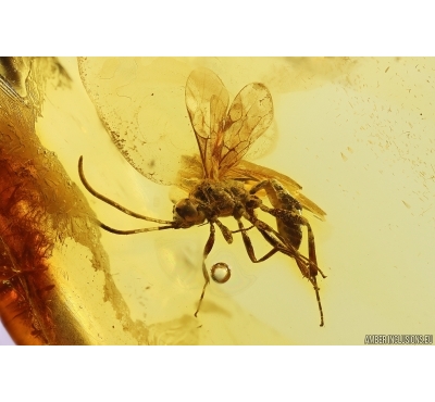 Wasp Ichneumonidae Cryptinae. Fossil insect Baltic amber #11559