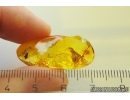Rare Wasp Braconidae Meteorus. Fossil inclusion Ukrainian Rovno amber stone #11561R