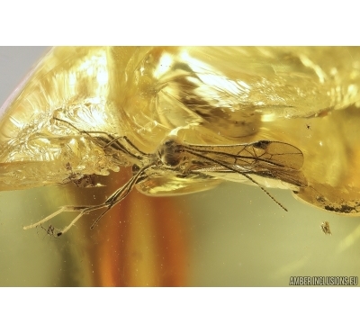Wasp Braconidae Meteorus. Fossil inclusion Ukrainian Rovno amber stone #11561R