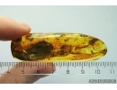 Parasitoid Wasp Braconidae. Fossil inclusion Ukrainian Rovno amber stone #11562R