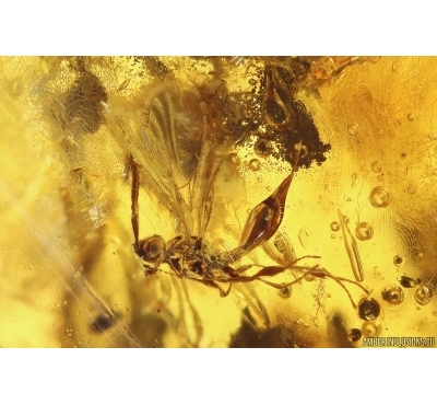 Two Wasps Hymenoptera. Fossil insects Baltic amber #11563