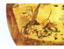 Two Wasps Hymenoptera. Fossil insects Baltic amber #11563