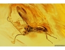 Wasp Hymenoptera. Fossil insect Baltic amber stone #11573