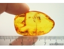 Wasp Hymenoptera. Fossil insect Baltic amber stone #11573