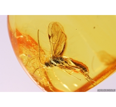 Wasp Hymenoptera. Fossil insect Baltic amber stone #11574