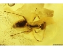 Nice Wasp Hymenoptera, Ant and Plant. Fossil inclusions Ukrainian Rovno amber #11582R